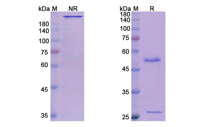 MUC1 (Gatipotuzumab Biosimilar) Antibody in SDS-PAGE (SDS-PAGE)