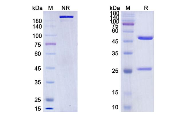 PD-1 (CD279) (Spartalizumab Biosimilar) Antibody in SDS-PAGE (SDS-PAGE)