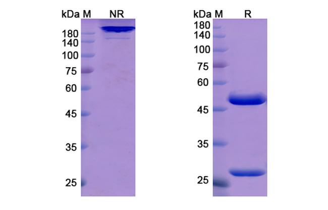 Atidortoxumab Antibody in SDS-PAGE (SDS-PAGE)