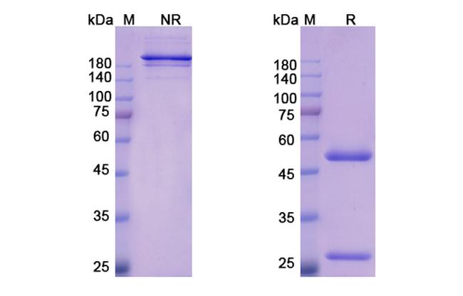 Bemarituzumab Humanized Antibody in SDS-PAGE (SDS-PAGE)