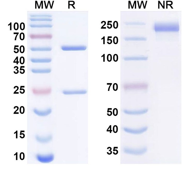 Relatlimab Antibody in SDS-PAGE (SDS-PAGE)