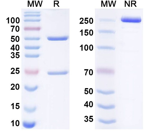 Crovalimab Chimeric Antibody in SDS-PAGE (SDS-PAGE)