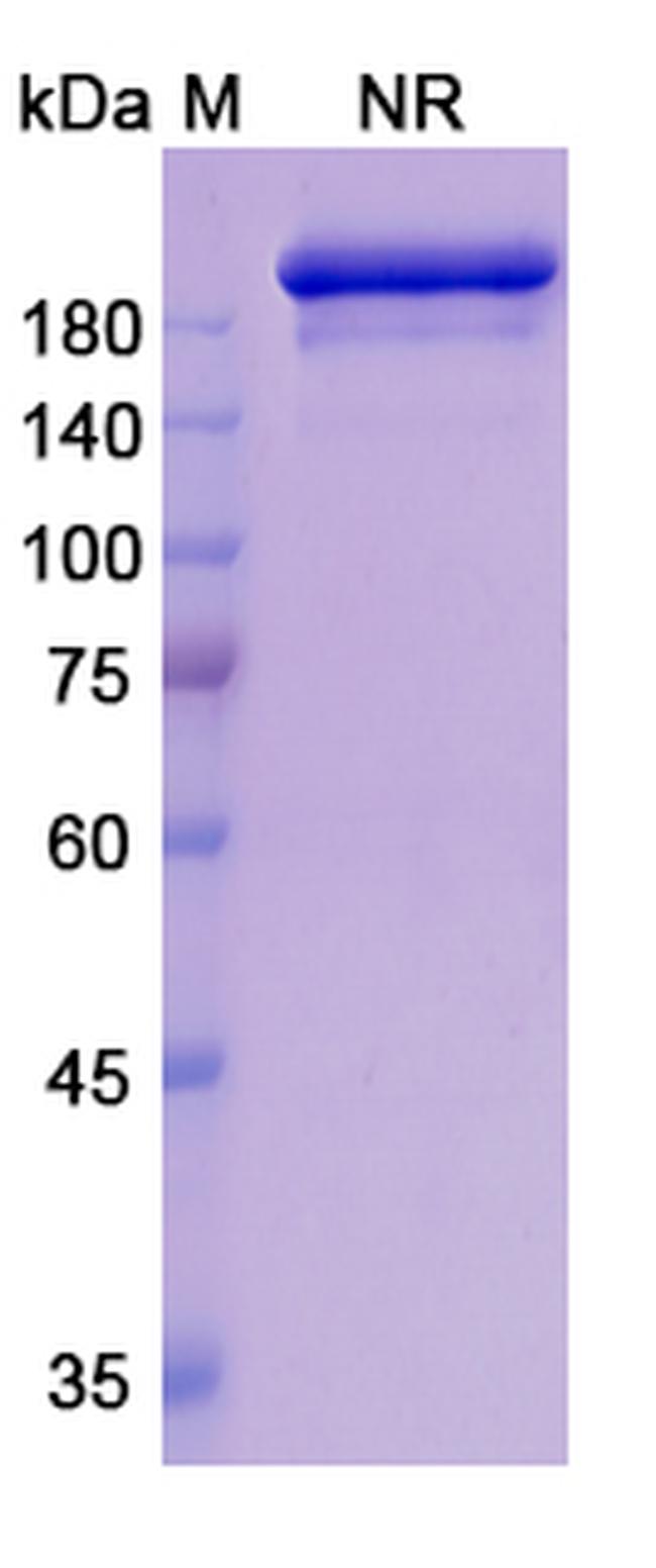 Romilkimab Chimeric Antibody in SDS-PAGE (SDS-PAGE)