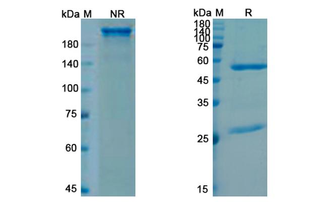 Sutimlimab Chimeric Antibody in SDS-PAGE (SDS-PAGE)