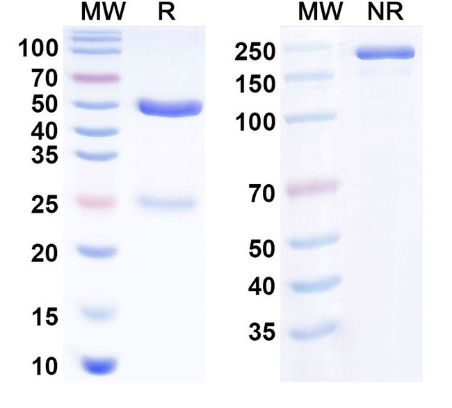 Prolgolimab Chimeric Antibody in SDS-PAGE (SDS-PAGE)