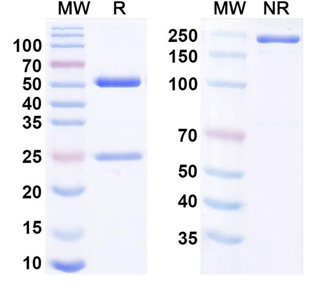 Factor XI (Osocimab Biosimilar) Antibody in SDS-PAGE (SDS-PAGE)