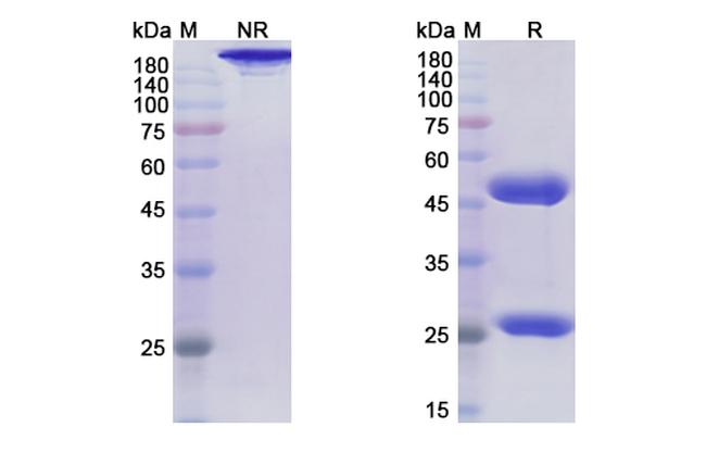 Rolinsatamab Chimeric Antibody in SDS-PAGE (SDS-PAGE)