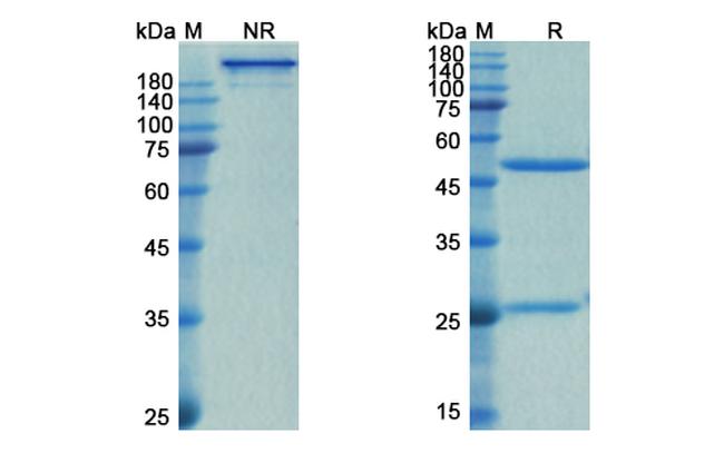 IL1RL2 (Spesolimab Biosimilar) Antibody in SDS-PAGE (SDS-PAGE)