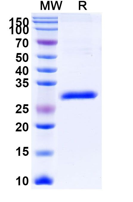 Gancotamab Antibody in SDS-PAGE (SDS-PAGE)