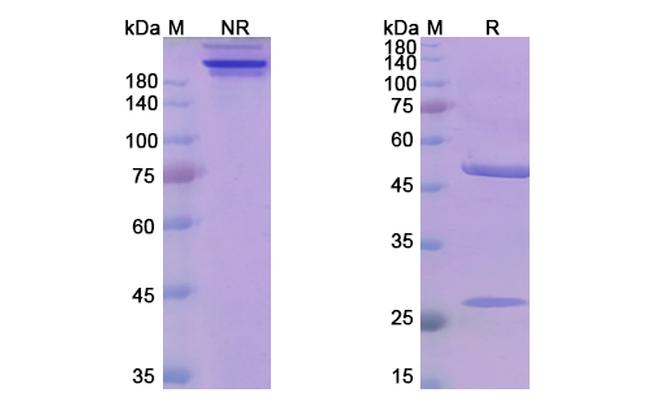 CD38 (Mezagitamab Biosimilar) Antibody in SDS-PAGE (SDS-PAGE)