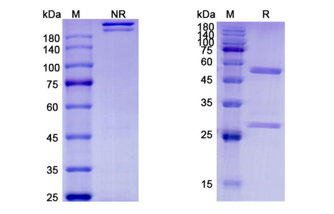 Etokimab Humanized Antibody in SDS-PAGE (SDS-PAGE)