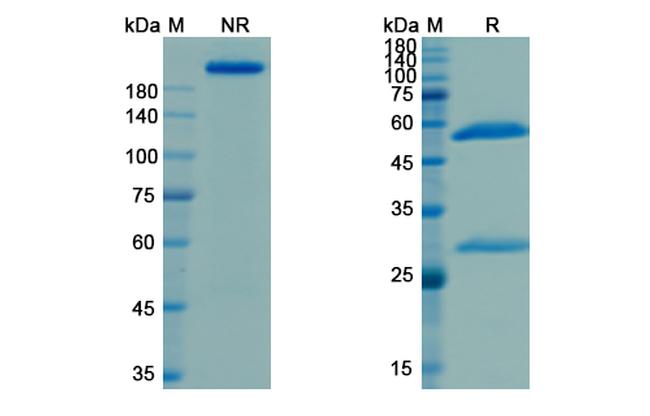 B4GALNT1 (Naxitamab Biosimilar) Antibody in SDS-PAGE (SDS-PAGE)