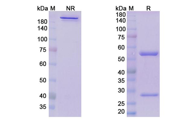 Donanemab Humanized Antibody in SDS-PAGE (SDS-PAGE)
