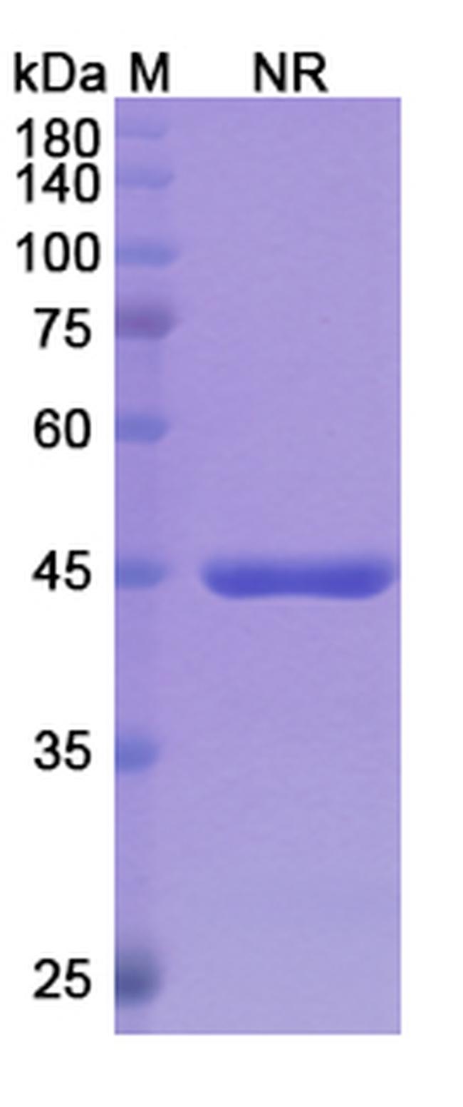 Glenzocimab Humanized Antibody in SDS-PAGE (SDS-PAGE)