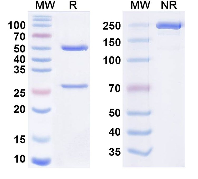 Tamrintamab Chimeric Antibody in SDS-PAGE (SDS-PAGE)