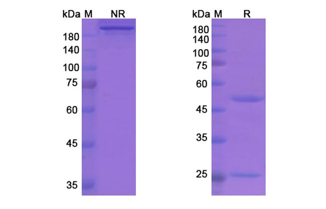 Garadacimab Humanized Antibody in SDS-PAGE (SDS-PAGE)