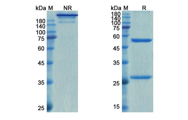 Relfovetmab Antibody in SDS-PAGE (SDS-PAGE)