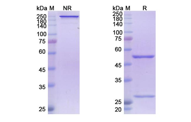 Ebola Virus GP (Atoltivimab Biosimilar) Antibody in SDS-PAGE (SDS-PAGE)