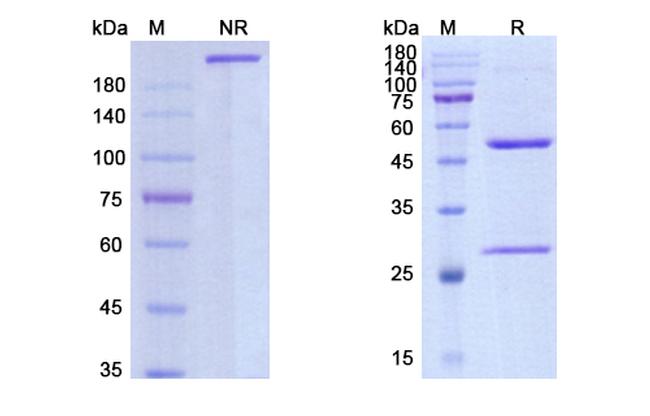 Nidanilimab Humanized Antibody in SDS-PAGE (SDS-PAGE)