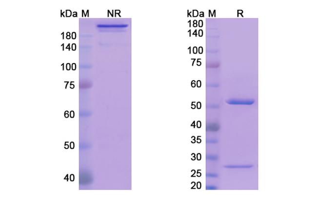 Avizakimab Humanized Antibody in SDS-PAGE (SDS-PAGE)