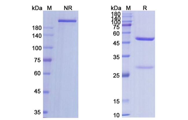Axatilimab Humanized Antibody in SDS-PAGE (SDS-PAGE)