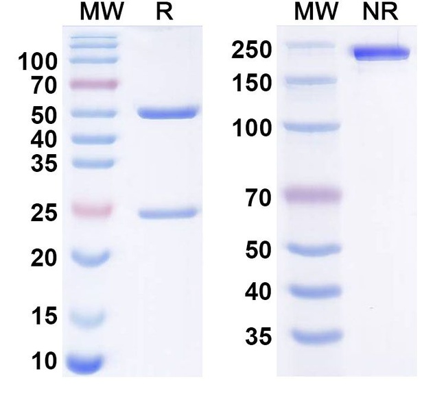 Encelimab Humanized Antibody in SDS-PAGE (SDS-PAGE)