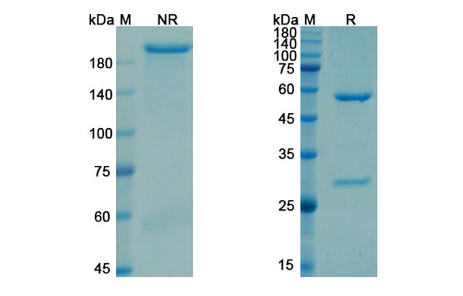 CD52 (Gatralimab Biosimilar) Antibody in SDS-PAGE (SDS-PAGE)