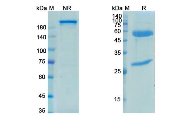 EGFR/LGR5 (Petosemtamab Biosimilar) Antibody in SDS-PAGE (SDS-PAGE)