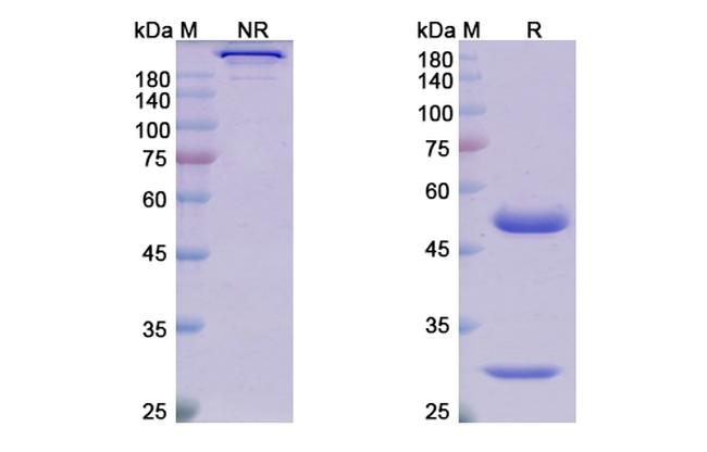 Tilvestamab Humanized Antibody in SDS-PAGE (SDS-PAGE)