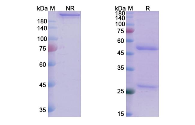 Tinurilimab Humanized Antibody in SDS-PAGE (SDS-PAGE)