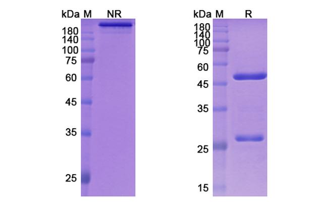 Zelminemab Humanized Antibody in SDS-PAGE (SDS-PAGE)