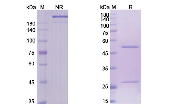 Brentuximab Humanized Antibody in SDS-PAGE (SDS-PAGE)