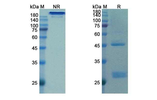Bamlanivimab Humanized Antibody in SDS-PAGE (SDS-PAGE)
