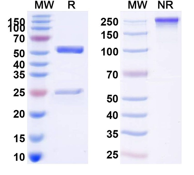 Tixagevimab Humanized Antibody in SDS-PAGE (SDS-PAGE)