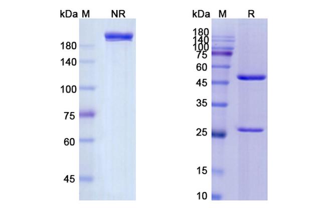 Ansuvimab Humanized Antibody in SDS-PAGE (SDS-PAGE)