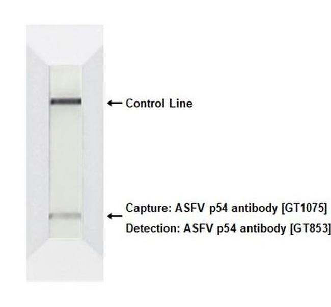 African Swine Fever Virus Structural Protein p54 Antibody in Lateral Flow (LF)