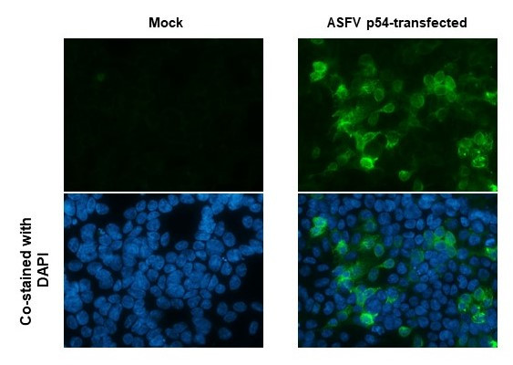 African Swine Fever Virus Structural Protein p54 Antibody in Immunocytochemistry (ICC/IF)