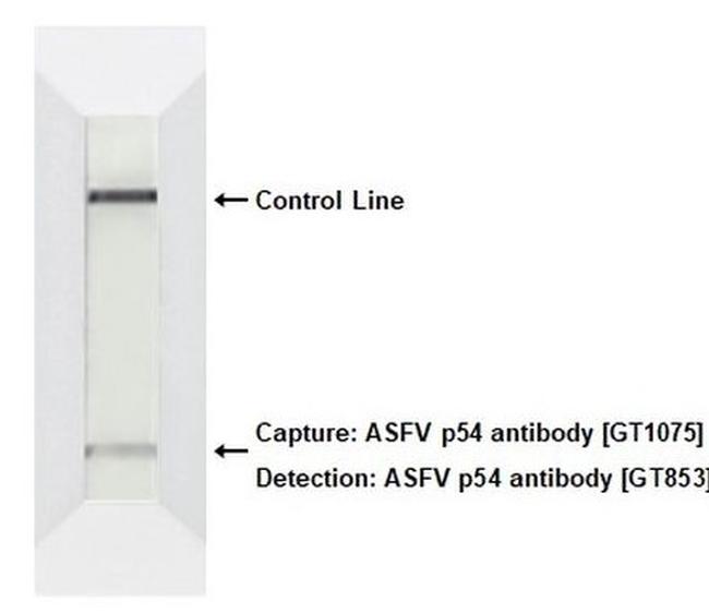 African Swine Fever Virus Structural Protein p54 Antibody in Neutralization (Neu)
