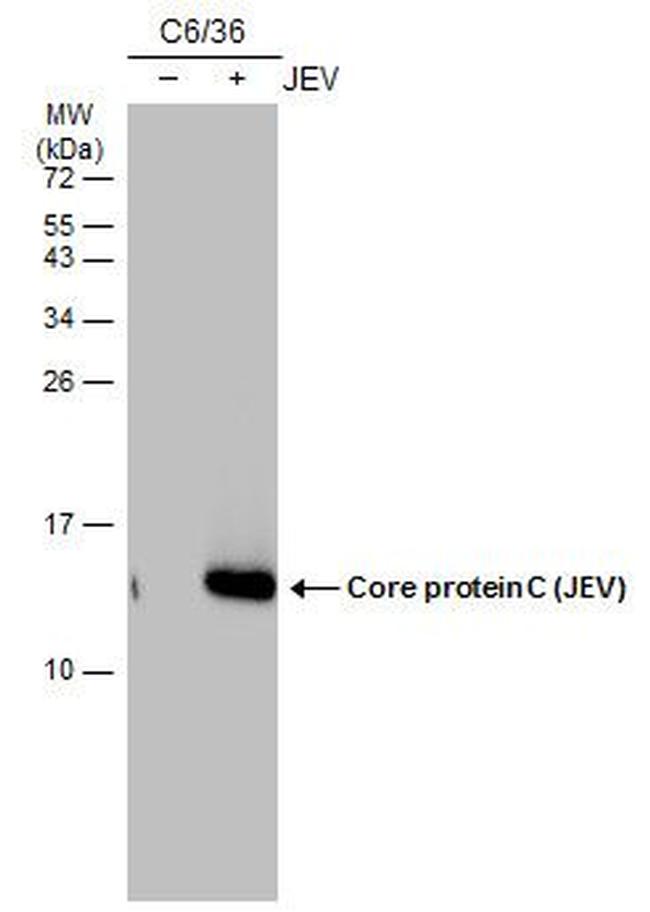 Japanese Encephalitis Virus Core Protein C Antibody in Western Blot (WB)