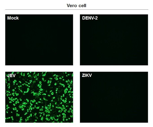 Japanese Encephalitis Virus NS1 Antibody in Immunocytochemistry (ICC/IF)