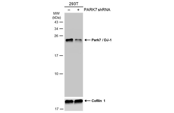 DJ-1 Antibody in Western Blot (WB)