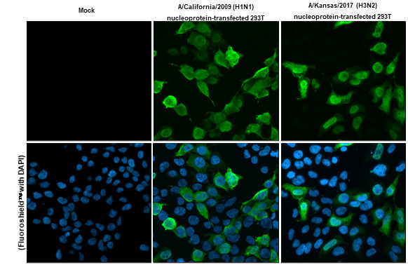 Influenza A NP Antibody in Immunocytochemistry (ICC/IF)
