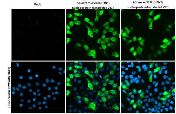 Influenza A NP Antibody in Immunocytochemistry (ICC/IF)