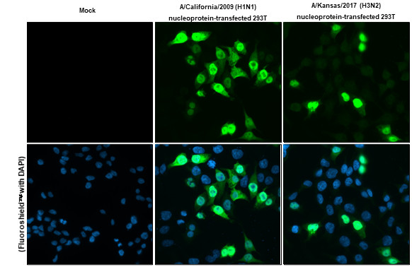 Influenza A NP Antibody in Immunocytochemistry (ICC/IF)