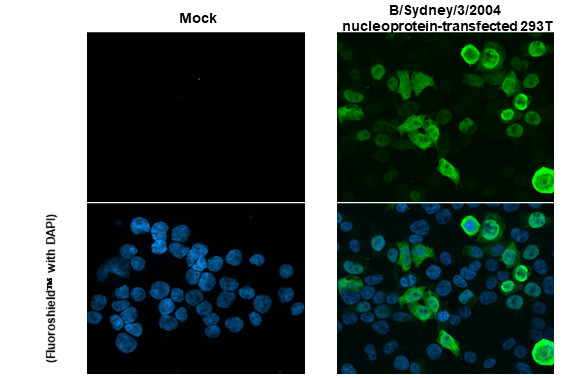Influenza B NP Antibody in Immunocytochemistry (ICC/IF)