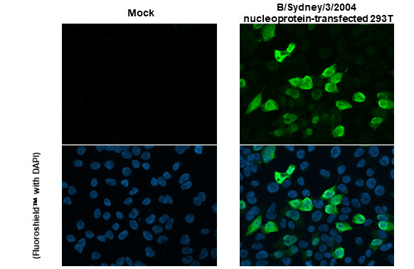 Influenza B NP Antibody in Immunocytochemistry (ICC/IF)