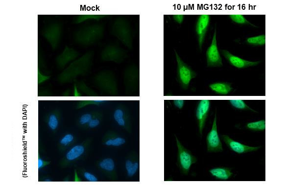 Nrf2 Antibody in Immunocytochemistry (ICC/IF)
