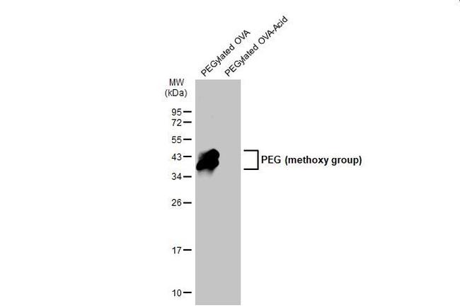 PEG (methoxy group) Antibody in Western Blot (WB)