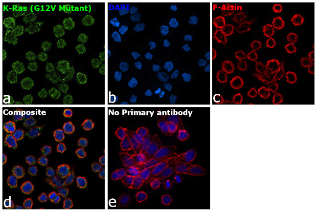 K-Ras (G12V Mutant) Antibody in Immunocytochemistry (ICC/IF)