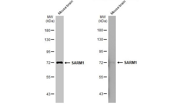 SARM Antibody in Western Blot (WB)